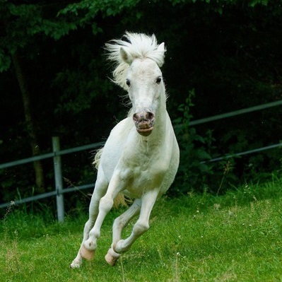 Obrázek koně